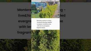 Monterey cypress cypress treehedgeevérgeengarden ornamental shorts [upl. by Kinemod]