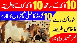 COMPLETE FEEDING PLAN OF HAFIZ CATTLE FARM amp PALAI CENTER❤️  UNIVERSAL TOPICS [upl. by Lorri177]