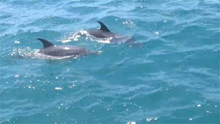 Skipjack Sailing 63 Fort Pierce to the St Johns River 200 nm [upl. by Moses]