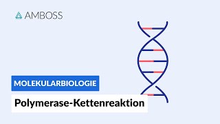 PolymeraseKettenreaktion PCR  Biochemie  Labormethoden  AMBOSS Video [upl. by Peednus]