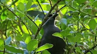 Kokako aka BlueWattled Crow  TiriTiri Matangi  New Zealand  New Zealand Birds [upl. by Talyah466]