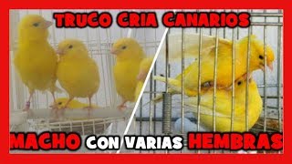 COMO CRIAR CON UN CANARIO Y VARIAS CANARIAS 🐤 Truco para Criar Canarios con Exito y Muy Facil [upl. by Aicats63]