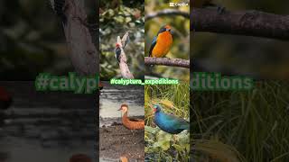 Birding tours with René Santos birdwatching naturelovers [upl. by Sheets]