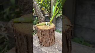 grafting dendrobium plants short garden orchid plants grafting [upl. by Oinimreh]