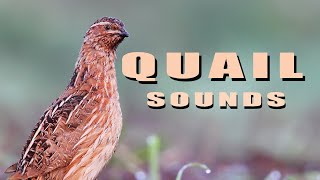 Common Quail Bird sounds from summer meadow [upl. by Aicnilav]