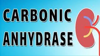 Carbonic Anhydrase and Bicarbonate Reabsorption [upl. by Newhall]