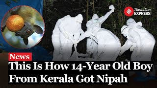 Nipah Virus This Is How 14Year Old Boy From Kerala Got Nipah  Nipah Virus Kerala [upl. by Jerad226]