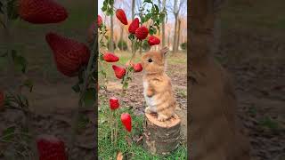 Make a strawberry tree for the little rabbit May you be happy and free from worries Cute pet d [upl. by Yaja407]