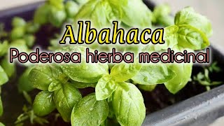 Albahaca Propiedades Medicinales y Cómo Consumirla para Mejorar tu Salud 🌿 [upl. by Otsenre]