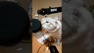 Meowcast Episode 1 Cat’s guide to World Domination shorts viralvideo cat catvideos funnyvideo [upl. by Hubing]