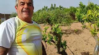 Visita a la finca de Salvador en Roldán Cartagena Murcia [upl. by Ynohtnael116]