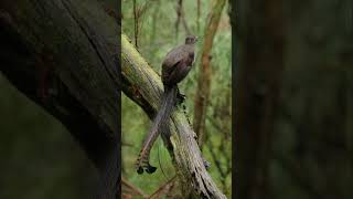 Lyrebird Natures Mimic  Unbelievable Bird Sounds and Mimicry Abilities [upl. by Etteniotna]