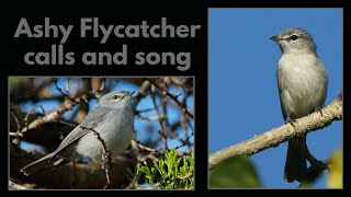 ASHY FLYCATCHER calls and song [upl. by Namdor]