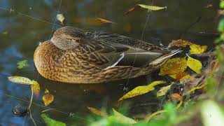 Closeup of a waterfowl a mallard duck drake warming its beak in its feathers to escape autumn [upl. by Eilesor]