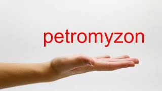 How to Pronounce petromyzon  American English [upl. by Krischer]