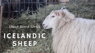 Icelandic Sheep  Sheep Breed Series [upl. by Nodnal888]