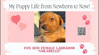 Lulabelles Life from Newborn Baby to Now labpuppies puppies4sale [upl. by Ydnam]