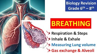 Breathing  Biology Revision  Class 6  8  KS3 Science [upl. by Nnainot967]