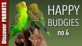 Happy Budgies 4  Budgerigar Sounds to Play for Your Parakeets  Discover PARROTS [upl. by Aubreir]