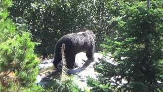 GRIZZLY BEAR or BLACK BEAR IDAHO [upl. by Gregrory]