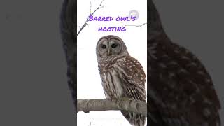 Barred owls hooting [upl. by Sucram]