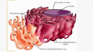 Role du Réticulum Endoplasmique et de lappareil de Golgi [upl. by Ihsar]