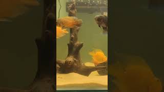 Aquarium cleaning transition Parrot fish  Oscar fish aquariumcleaning aquarium parrotfish [upl. by Bakemeier938]