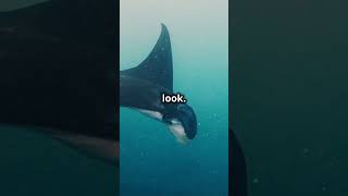 🔵 Manta Rays Can Fly Underwater Watch this [upl. by Fast]