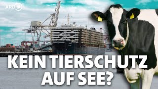 Rindertransport per Schiff Tierschutz über Bord [upl. by Langsdon]