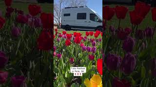 It’s Tulip Time in Pella IA pellaia tulips midwesttravel jkandkiminthecamper vanlife [upl. by Lovmilla]