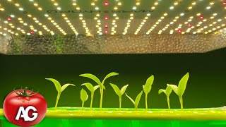 Dont light your seedlings until youve watched this video [upl. by Anneirb]