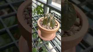 Dorstenia Foetida 🌱 Plants Cambodia [upl. by Eniladam]