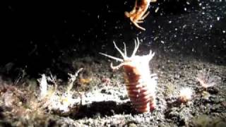 Monster Bobbit Worm Attacking Crab [upl. by Purdum]