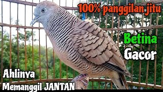 Perkutut betina memanggil jantan  100 panggilan jitu  Female turtle dove calls male [upl. by Hanway]