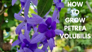 How to grow Petrea Volubilis [upl. by Ayojal]