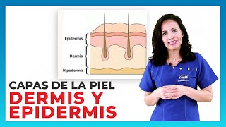 2 Curso Estética 📣Anatomía Capas de la piel sistema tegumentario dermis epidermis que es hipodermis [upl. by Pardner]