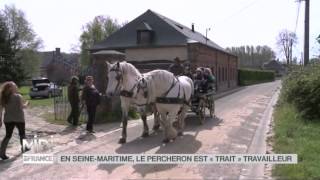 ANIMAUX  En Seine Maritime le percheron est quottraitquot travailleur [upl. by Agle]