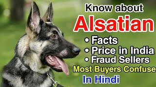 Alsatian dog breed facts  Price in India  Fraud sellers of Alsatian  in Hindi [upl. by Biondo]