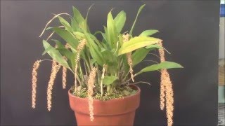 Dendrochilum bicallosum [upl. by Enoob]