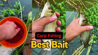 new carp fishing videos  match fishing tips  natural bait for fishing  best carp rods 2024 fish [upl. by Hcra891]