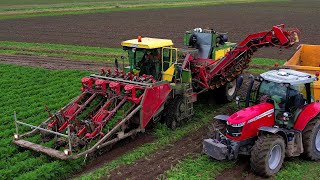 Wortels rooien  Harvesting carrots  Möhren roden  Riecam  Massey Ferguson  Dewulf  Oogst 2024 [upl. by Acined]