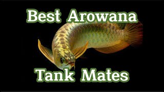 TOP AROWANA TANK MATES [upl. by Akenahs424]