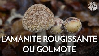 La bonne amanite rougissante ou golmotte sans risque [upl. by Valeria547]