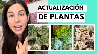 Actualización de plantas 👏🏻🫶 Tradescantias philodendros alocasias singonios y begonias [upl. by Uela]