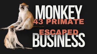 They are citing the reason that 43 monkeys escaped a South Carolina research facility as human error [upl. by Adey]