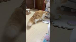 Cat gets a kick out of it music bgm funny cat happy interesting [upl. by Esli178]