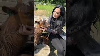 What a lush day 🐰🐷🐢🦙🐖🐏🐐🦌🦜 dayout animals animal placestovisit caerphilly southwales wales [upl. by Mendoza]