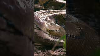 Huge 20’ Reticulated Python in Naples Florida [upl. by Cryan376]