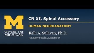 Nervous System Spinal Accessory Nerve CN XI [upl. by Ailerua]