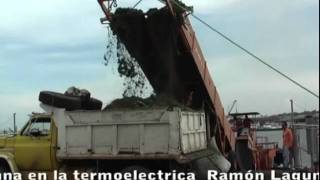 Lemna en Ramon laguna1mp4 [upl. by Bove]